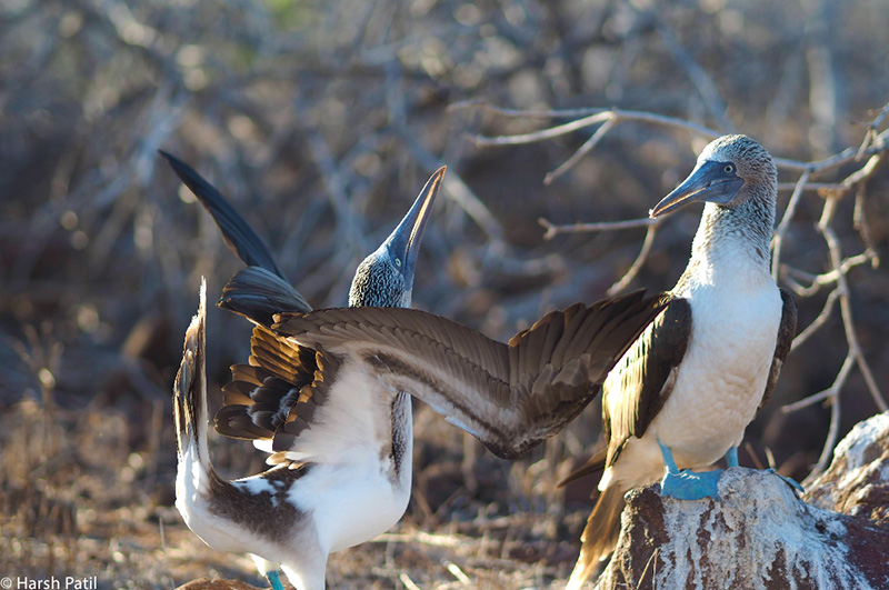 Galapagos-Bluefooted-Booby